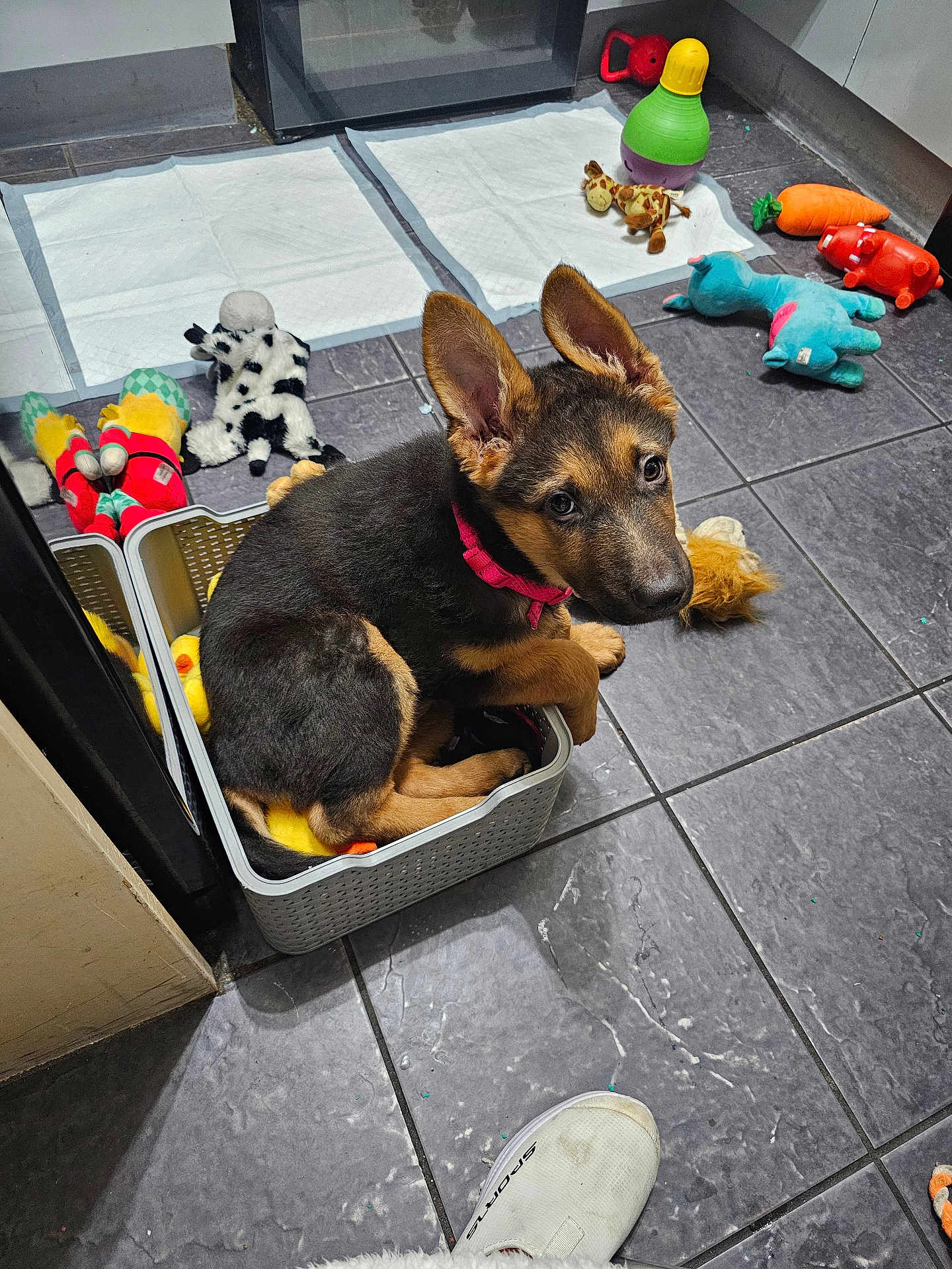 Aria joined the competition — help win amazing prizes! puppy, german_shepherd, dog, basket, toys, floor, tile, training_pads, curious, indoors, pet, collar, playful, cute, small_space, animal, young, domestic, pet_accessories, colorful