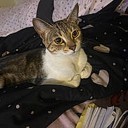 Blaze joined the competition — help win amazing prizes! animal, bed, black, blanket, brown, cat, cozy, curious, cute, eyes, feline, fur, heart, indoor, pet, pillow, resting, spots, whiskers, white