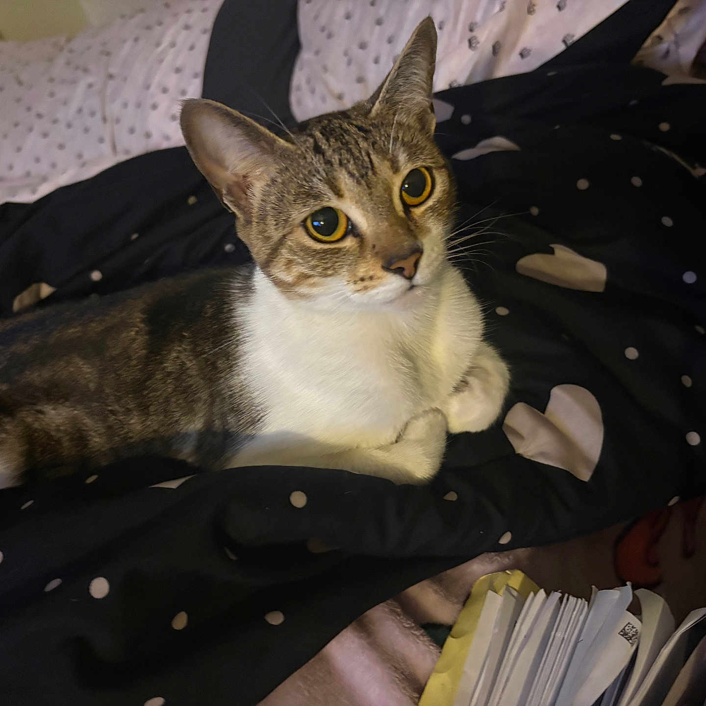 Blaze joined the competition — help win amazing prizes! animal, bed, black, blanket, brown, cat, cozy, curious, cute, eyes, feline, fur, heart, indoor, pet, pillow, resting, spots, whiskers, white