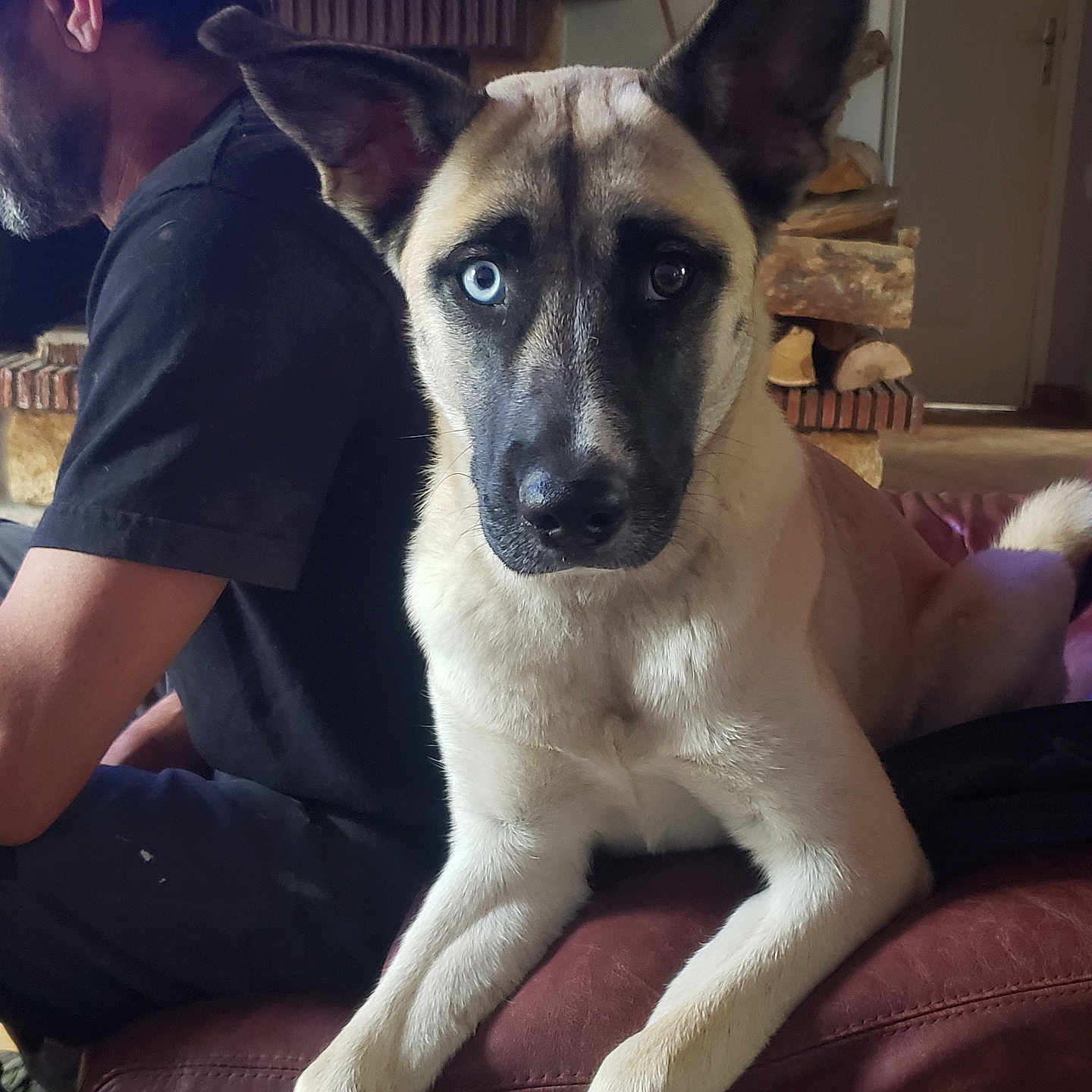 Kiara a rejoint le concours — aidez-le/la à gagner de superbes lots ! adult, animal, architecture, armchair, building, canine, chair, couch, dog, face, furniture, germanshepherd, head, hound, husky, indoors, male, man, person, pet
