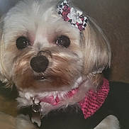 Lucy is registered to the contest to win money with this photo: dog, small_dog, pet, portrait, close_up, white_fur, brown_fur, black_nose, large_eyes, bow, collar, pink, clothing, indoors, sitting, looking_at_camera, cute, toy_breed, long_hair, animal