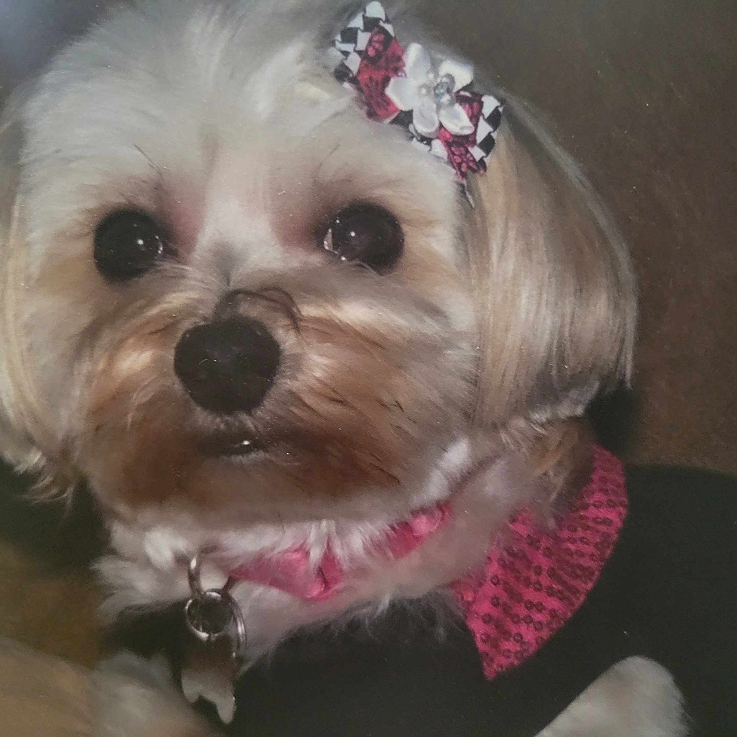 Lucy is registered to the contest to win money with this photo: dog, small_dog, pet, portrait, close_up, white_fur, brown_fur, black_nose, large_eyes, bow, collar, pink, clothing, indoors, sitting, looking_at_camera, cute, toy_breed, long_hair, animal