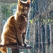 Tiny a rejoint le concours — aidez-le/la à gagner de superbes lots ! cat, tabby_cat, pet, animal, feline, sitting, cat_tree, balcony, outdoor, sunlight, backlit, greenery, plants, railings, metal_fence, brown_fur, striped_fur, yellow_eyes, alert, portrait