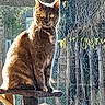 cat, tabby_cat, pet, animal, feline, sitting, cat_tree, balcony, outdoor, sunlight, backlit, greenery, plants, railings, metal_fence, brown_fur, striped_fur, yellow_eyes, alert, portrait