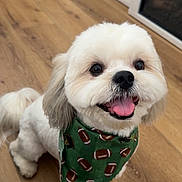 Ollie is registered to the contest to win money with this photo: dog, pet, bandana, green_bandana, football_pattern, happy, tongue_out, fluffy, white_fur, indoor, wooden_floor, smiling, cute, small_dog, friendly, animal, companion, domestic, fur, playful