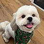 dog, pet, bandana, green_bandana, football_pattern, happy, tongue_out, fluffy, white_fur, indoor, wooden_floor, smiling, cute, small_dog, friendly, animal, companion, domestic, fur, playful