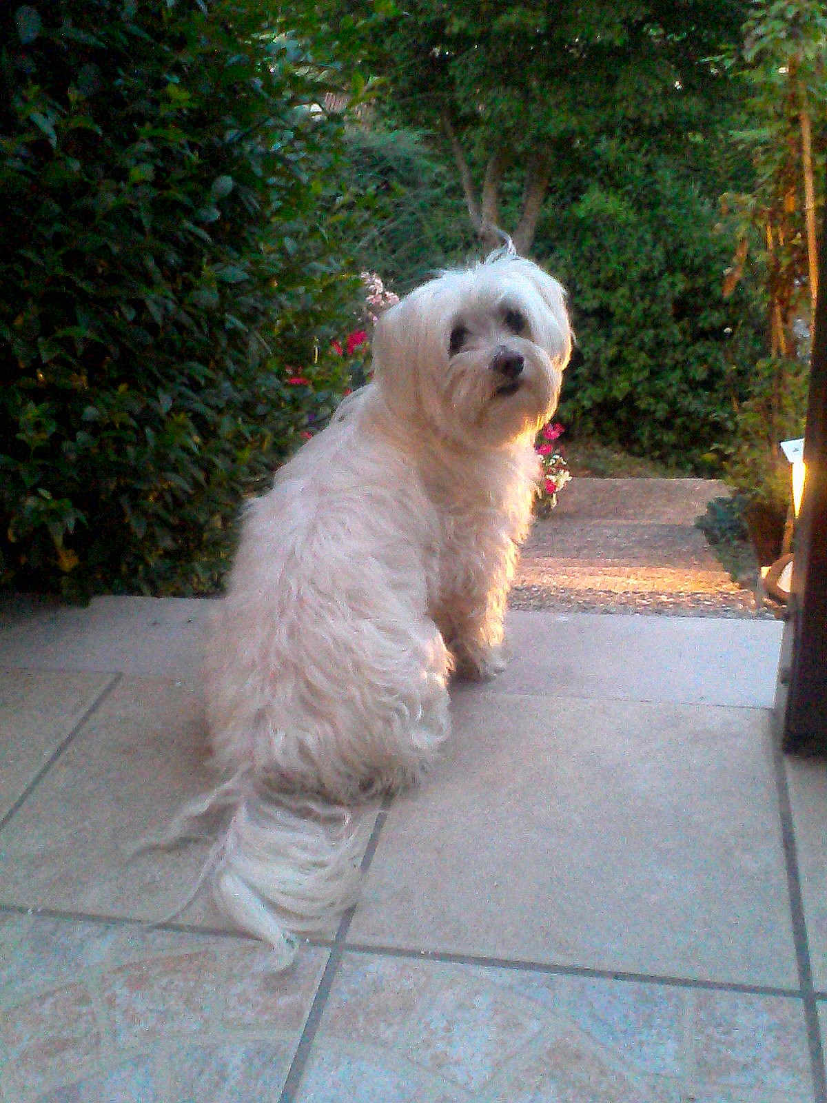 Benji