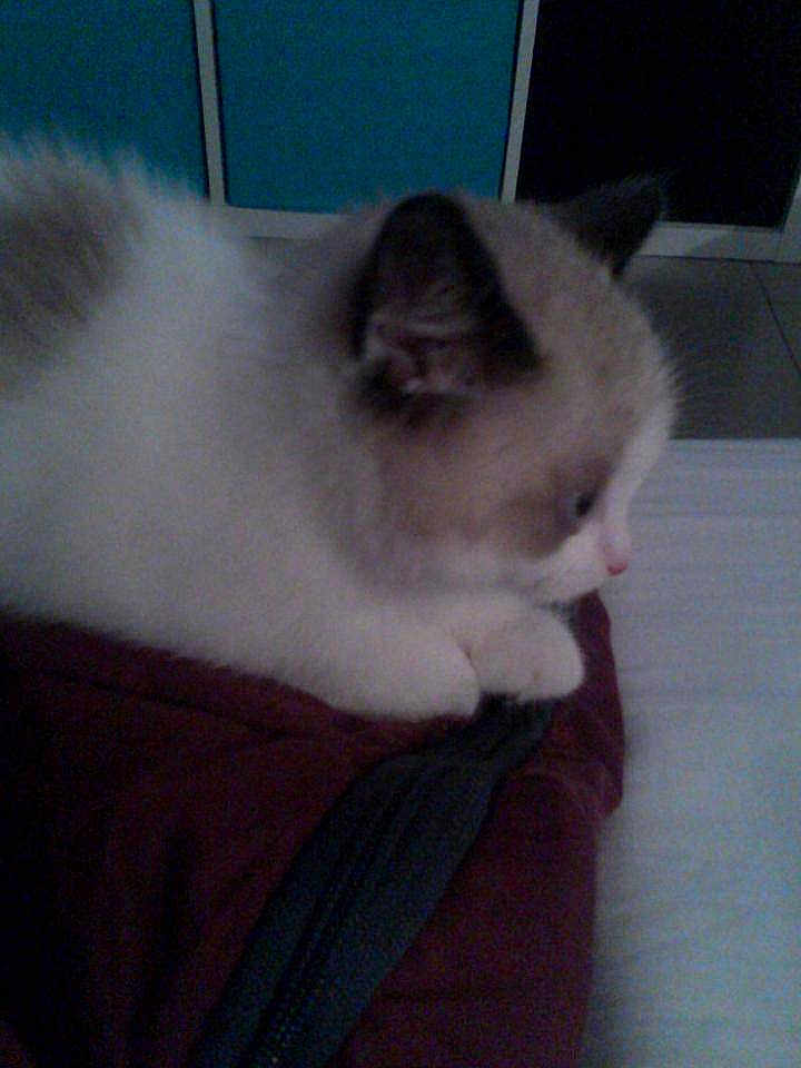 Alvinou