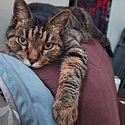 Léo Et Moun participe au concours pour gagner de l'argent avec cette photo : cat, tabby, pet, feline, animal, paw, relaxed, indoor, fur, whiskers, closeup, laying, resting, cute, mammal, striped, eyes, nose, claws, comfort
