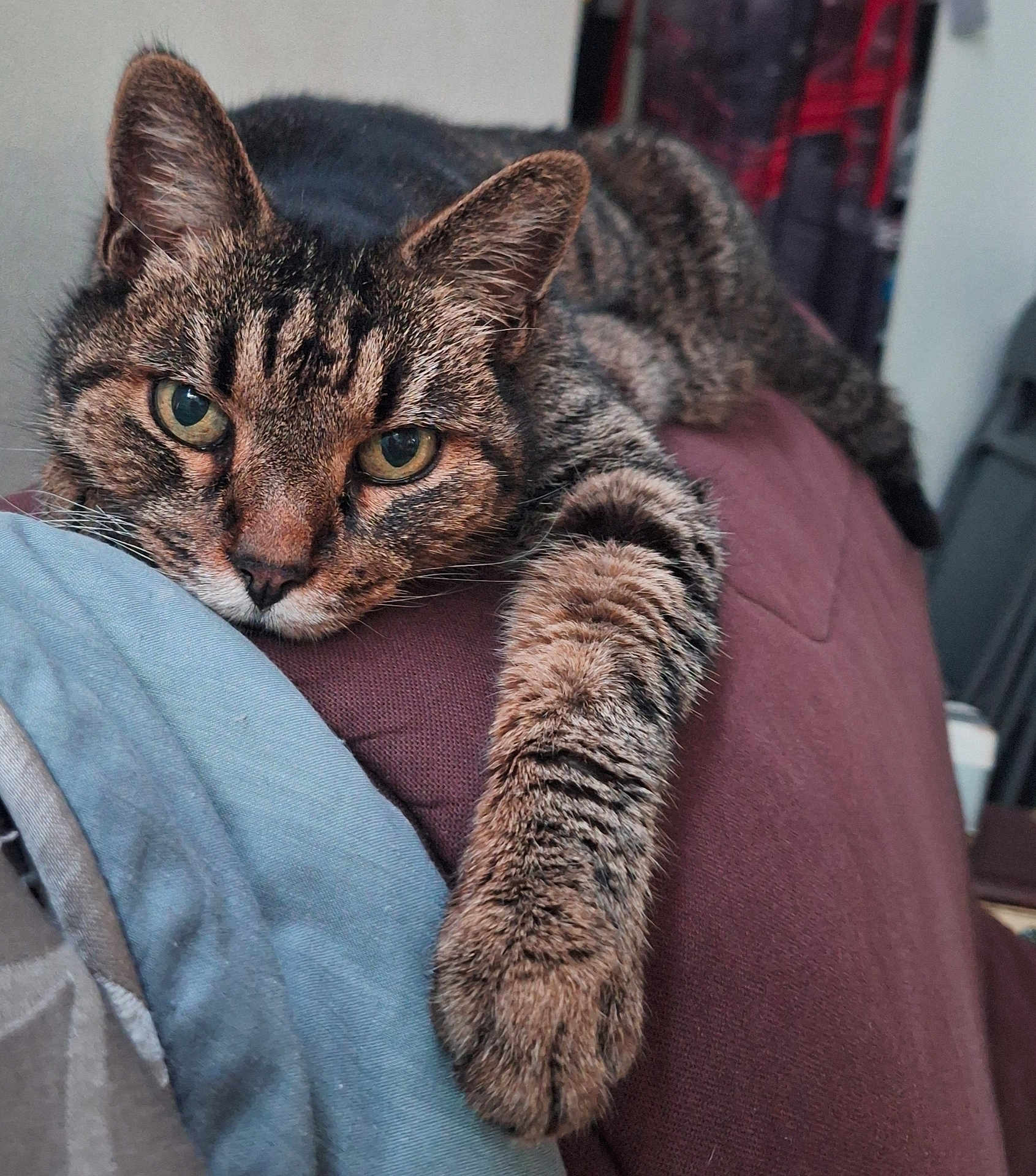 Léo Et Moun participe au concours pour gagner de l'argent avec cette photo : cat, tabby, pet, feline, animal, paw, relaxed, indoor, fur, whiskers, closeup, laying, resting, cute, mammal, striped, eyes, nose, claws, comfort