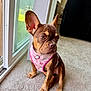 Prada joined the competition — help win amazing prizes! alert, brown_fur, canine, carpet, close_up, curious, dog, domestic_animal, ears, floor, glass_door, indoor, pet, pink_harness, portrait, puppy, side_view, sitting, window, young