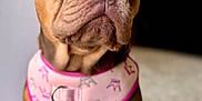 Prada joined the competition — help win amazing prizes! adorable, animal, brown, carpet, cute, dog, domestic_animal, ears, eyes, french_bulldog, indoor, looking_away, mammal, pet, pink_harness, portrait, puppy, short_hair, sitting, young