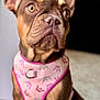 adorable, animal, brown, carpet, cute, dog, domestic_animal, ears, eyes, french_bulldog, indoor, looking_away, mammal, pet, pink_harness, portrait, puppy, short_hair, sitting, young