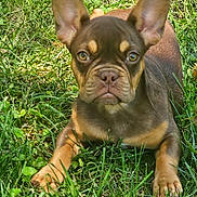 Prada is registered to the contest to win money with this photo: animal, brown_fur, canine, close_up, cute, dog, ears, eyes, french_bulldog, grass, mammal, nature, outdoor, paw, pet, portrait, puppy, resting, snout, young