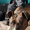dog, dogs, black_dog, brown_dog, white_markings, portrait, close_up, indoors, blanket, turquoise_wall, lying_down, resting, relaxed, affectionate, companion_animals, pet, floppy_ears, brown_eyes, black_fur, white_paws