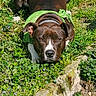 Sibel a rejoint le concours — aidez-le/la à gagner de superbes lots ! dog, brown_dog, white_markings, green_bandana, lying_down, grass, garden, outdoors, nature, animal, pet, portrait, close_up, facing_camera, floppy_ears, dark_fur, amber_eyes, rocks, wildflowers, sunlight