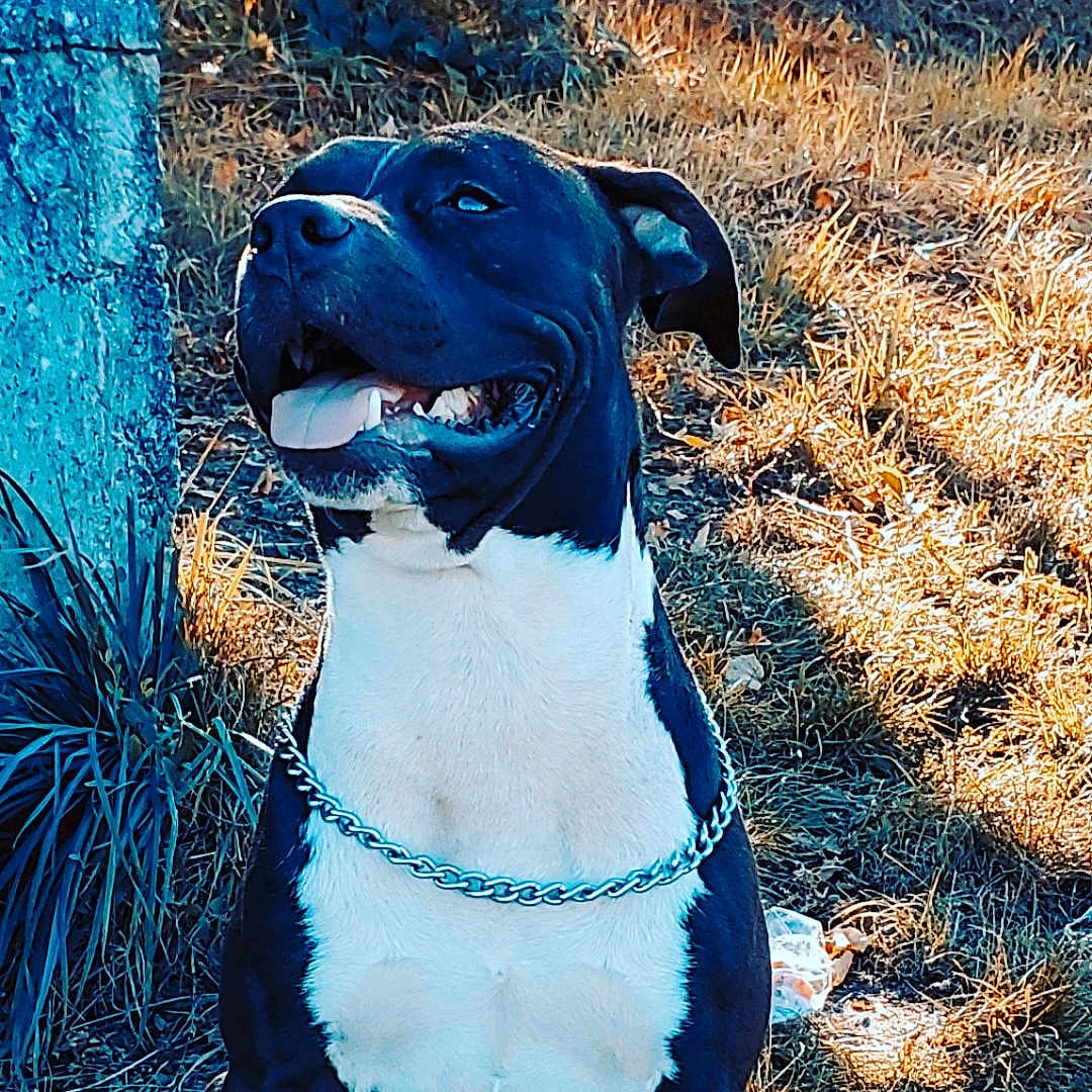 Keno participe au concours pour gagner de l'argent avec cette photo : accessories, animal, ball, boxer, bulldog, canine, dog, football, grass, greatdane, jewelry, necklace, pet, pitbull, plant, puppy, rock, soccer, soccerball, sport