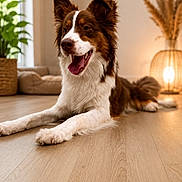 Lola a rejoint le concours — aidez-le/la à gagner de superbes lots ! dog, brown_and_white, lying_down, tongue_out, indoor, wooden_floor, potted_plant, dog_bed, lamp, warm_lighting, cozy, relaxed, happy, pet, fur, ears, tail, home_decor, flooring, animal