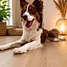 dog, brown_and_white, lying_down, tongue_out, indoor, wooden_floor, potted_plant, dog_bed, lamp, warm_lighting, cozy, relaxed, happy, pet, fur, ears, tail, home_decor, flooring, animal