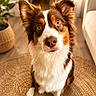 Lola a rejoint le concours — aidez-le/la à gagner de superbes lots ! dog, pet, brown, white, fur, ears, eyes, nose, sitting, indoor, rug, woven, plant, pot, candle, wooden_floor, home, cozy, curtain, sofa