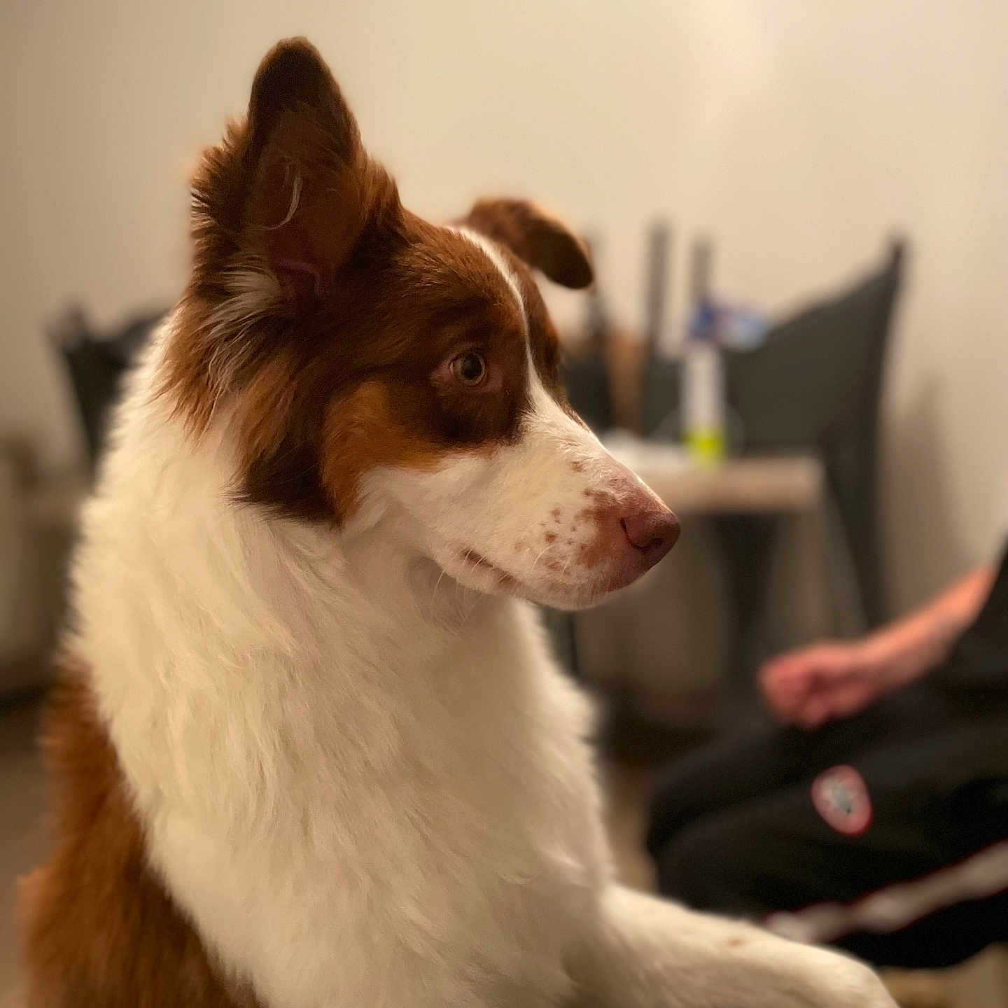 Lola a rejoint le concours — aidez-le/la à gagner de superbes lots ! dog, brown, white, fluffy, indoor, pet, canine, sitting, paw, ear, focused, person, blurred_background, furniture, table, chair, human_hand, domestic, side_view, animal