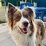 dog, outdoor, pet, smiling, happy, fur, canine, ears, tongue, eyes, patio, fence, table, chair, greenery, sunlight, animal, muzzle, friendly, closeup