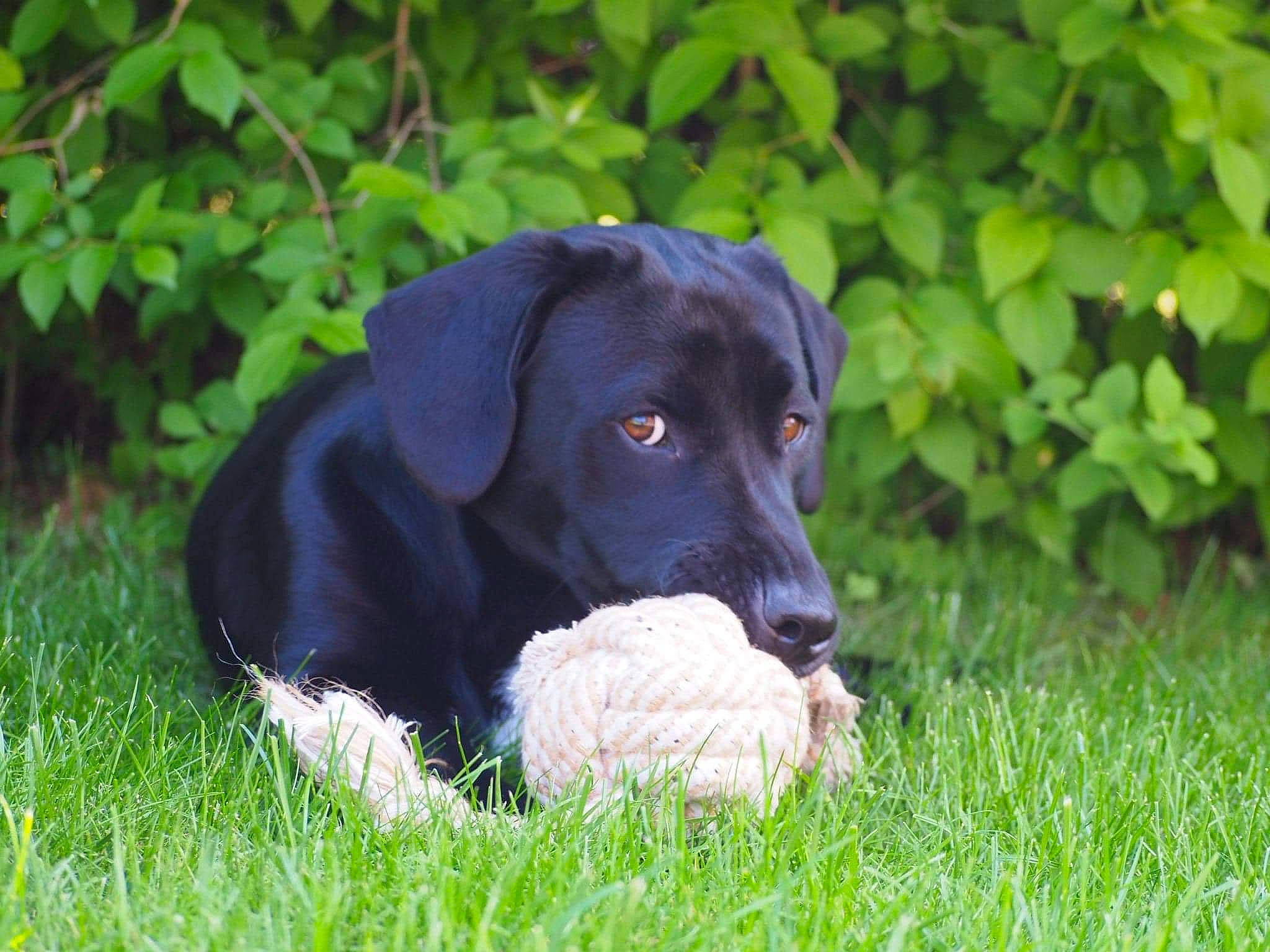 Nouki a rejoint le concours — aidez-le/la à gagner de superbes lots ! borador, canidae, carnivore, companion_dog, dog, dog_breed, grass, grassland, groundcover, gun_dog, labrador_retriever, plant, pointing_breed, retriever, snout, sporting_group, tail, terrestrial_animal, whiskers, working_animal