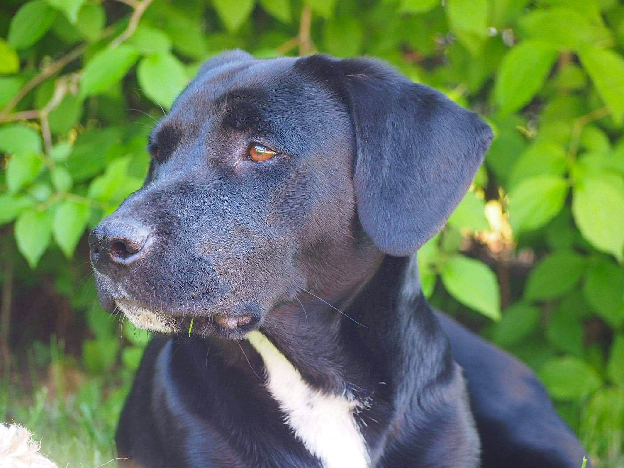 Nouki a rejoint le concours — aidez-le/la à gagner de superbes lots ! borador, canidae, carnivore, collar, companion_dog, dog, dog_breed, dog_collar, electric_blue, grass, gun_dog, hat, hunting_dog, pet_supply, plant, snout, sporting_group, terrestrial_animal, whiskers, working_animal