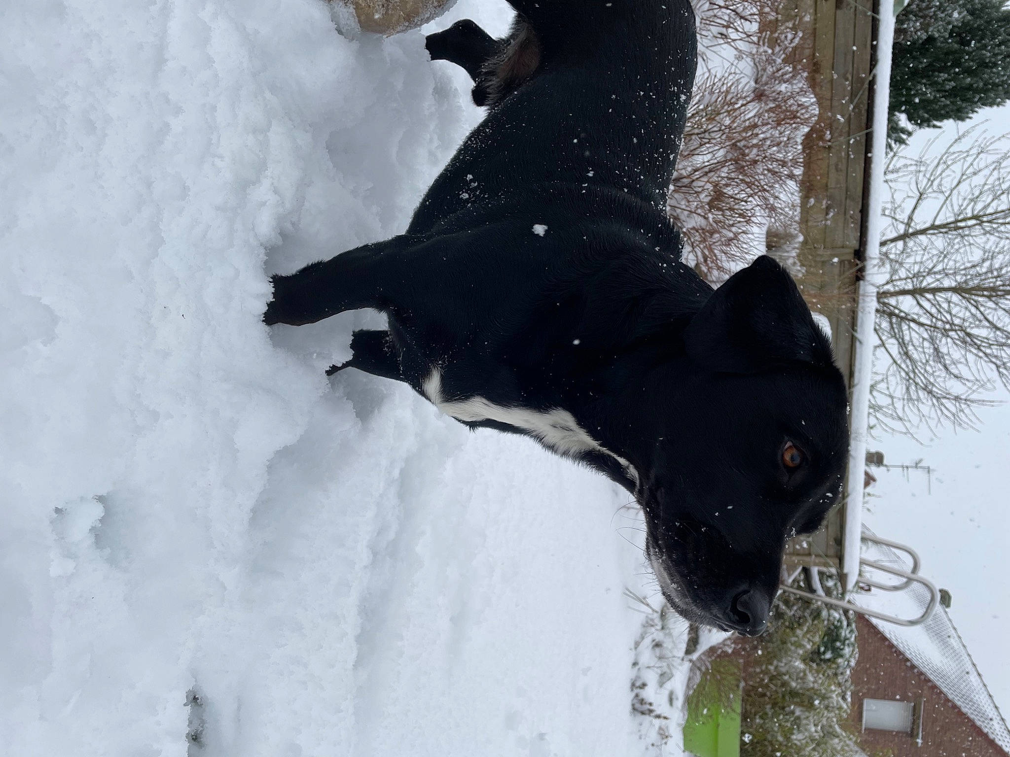 Nouki participe au concours pour gagner de l'argent avec cette photo : canidae, carnivore, dog_breed, event, freezing, fur, guard_dog, ice_cap, plant, recreation, snout, snow, sporting_group, tail, tree, trunk, twig, wildlife, winter, working_animal