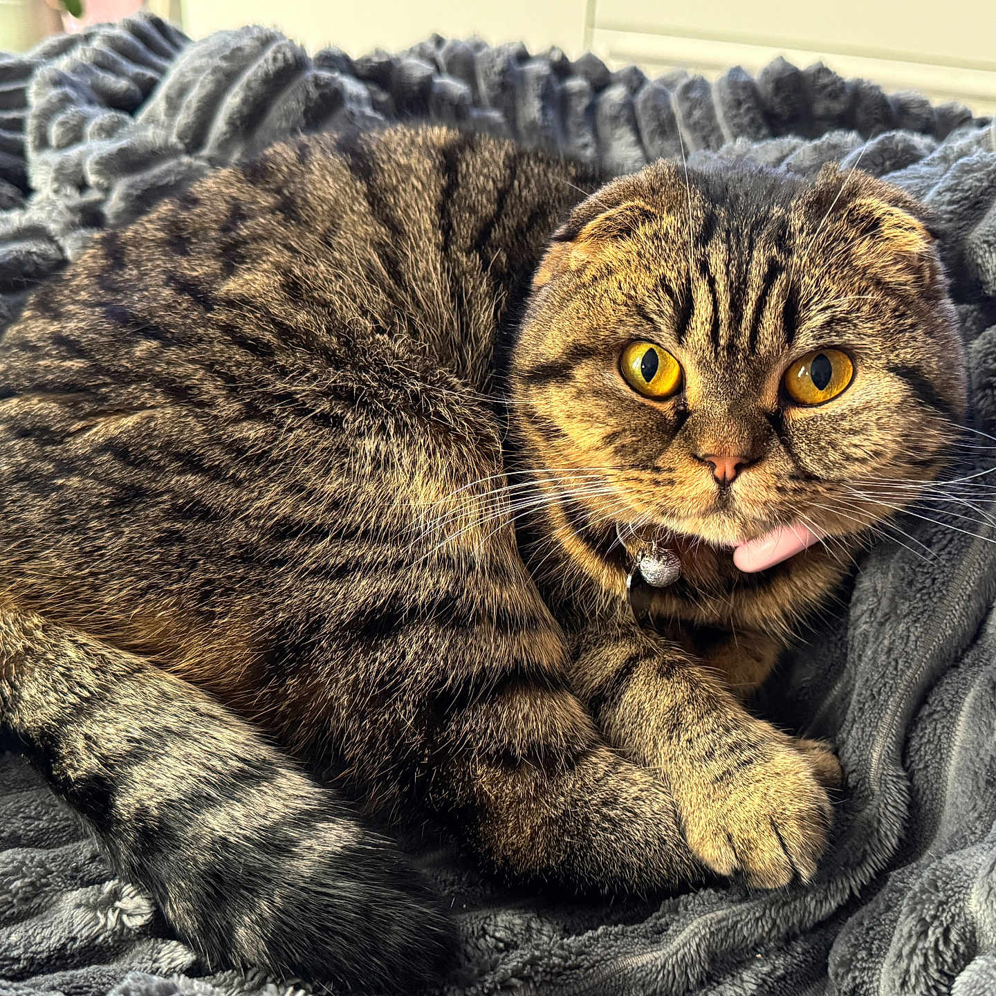 Nala