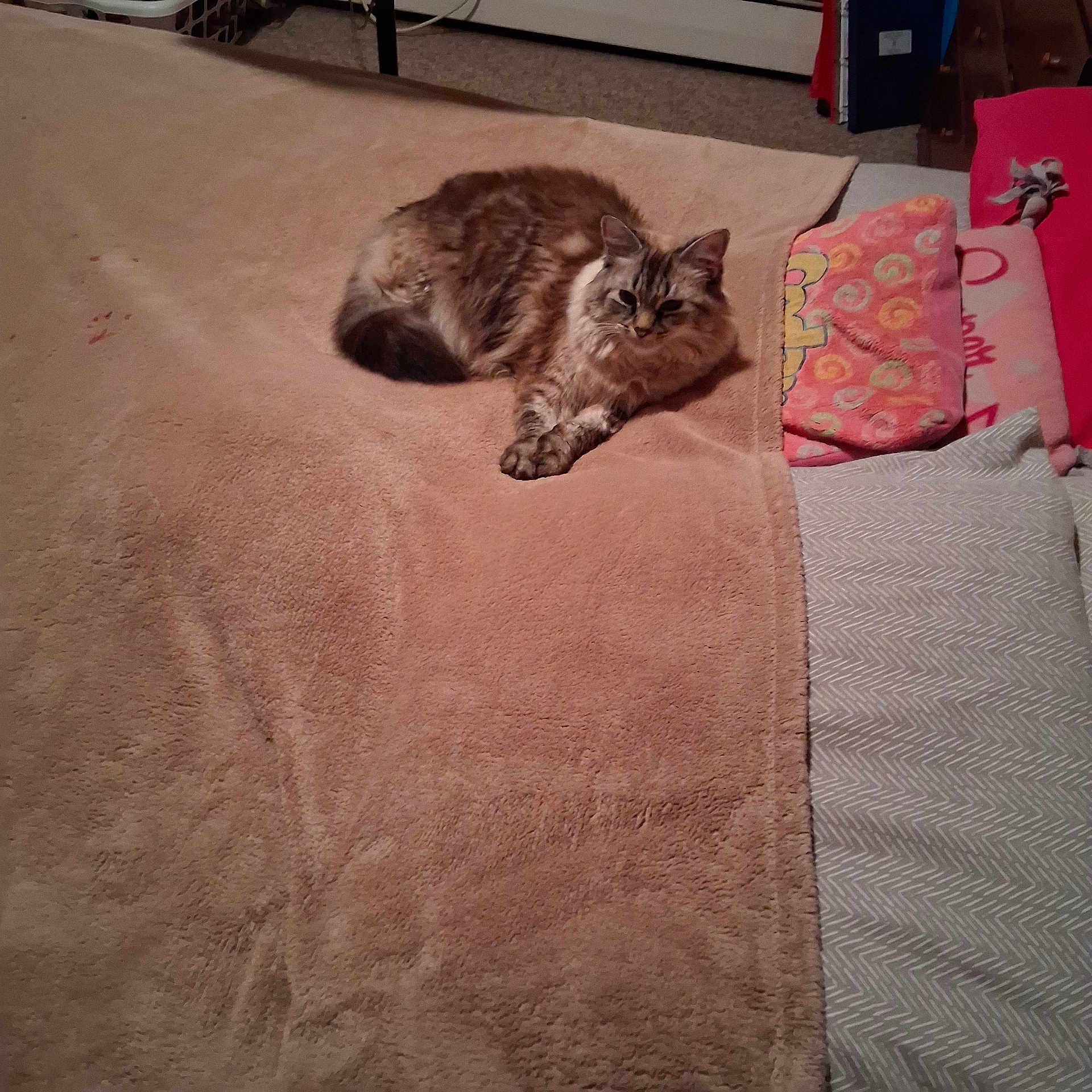 Cutie Pie joined the competition — help win amazing prizes! animal, bed, blanket, carpet, cat, comfort, cozy, cute, domestic, feline, fur, home, indoor, mammal, pet, pillow, relaxation, resting, sleepy, soft