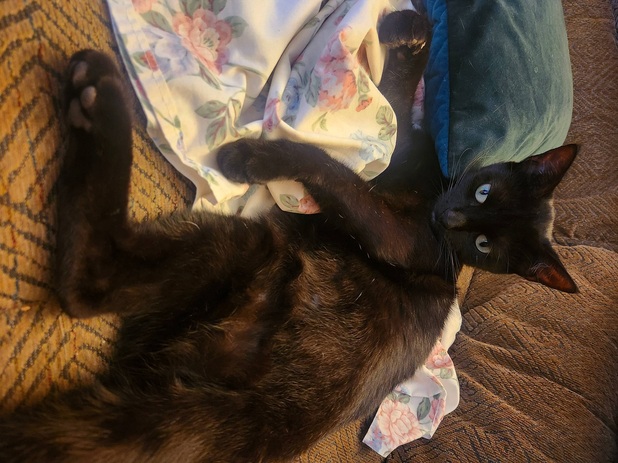 Mr. Squigglesworth joined the competition — help win amazing prizes! black_cat, bombay, brown, carnivore, cat, claw, comfort, domestic_short_haired_cat, felidae, fur, grey, havana_brown, paw, plant, small_to_medium_sized_cats, tail, whiskers