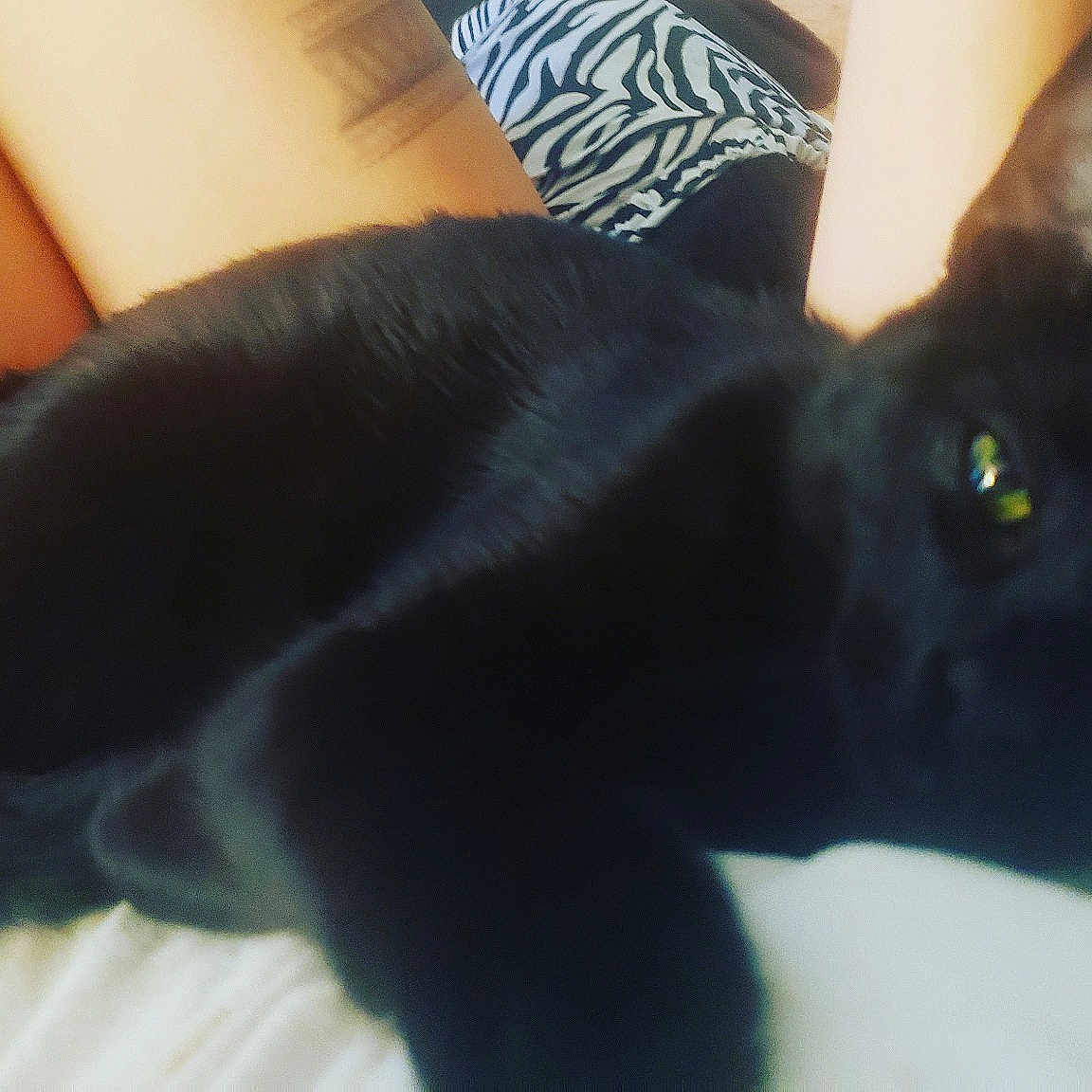Pumpkin Aka Catboy
