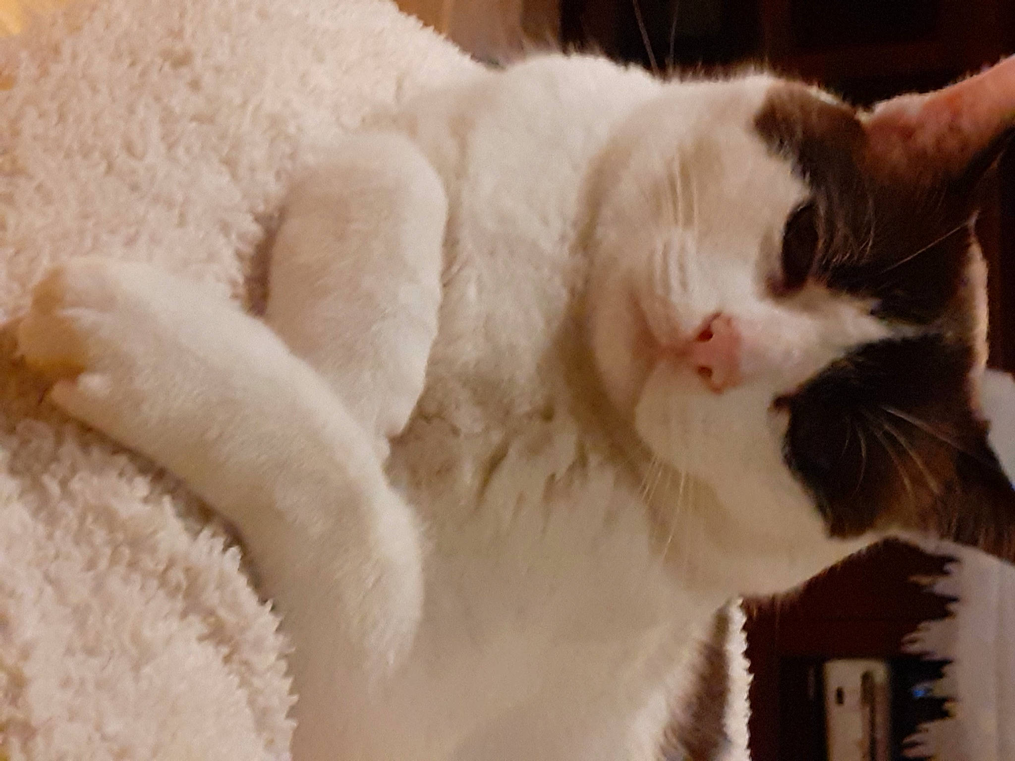 Aniel participe au concours pour gagner de l'argent avec cette photo : carnivore, cat, cat_supply, claw, comfort, domestic_short_haired_cat, fawn, felidae, fur, nap, paw, sleep, small_to_medium_sized_cats, snout, tail, whiskers, window