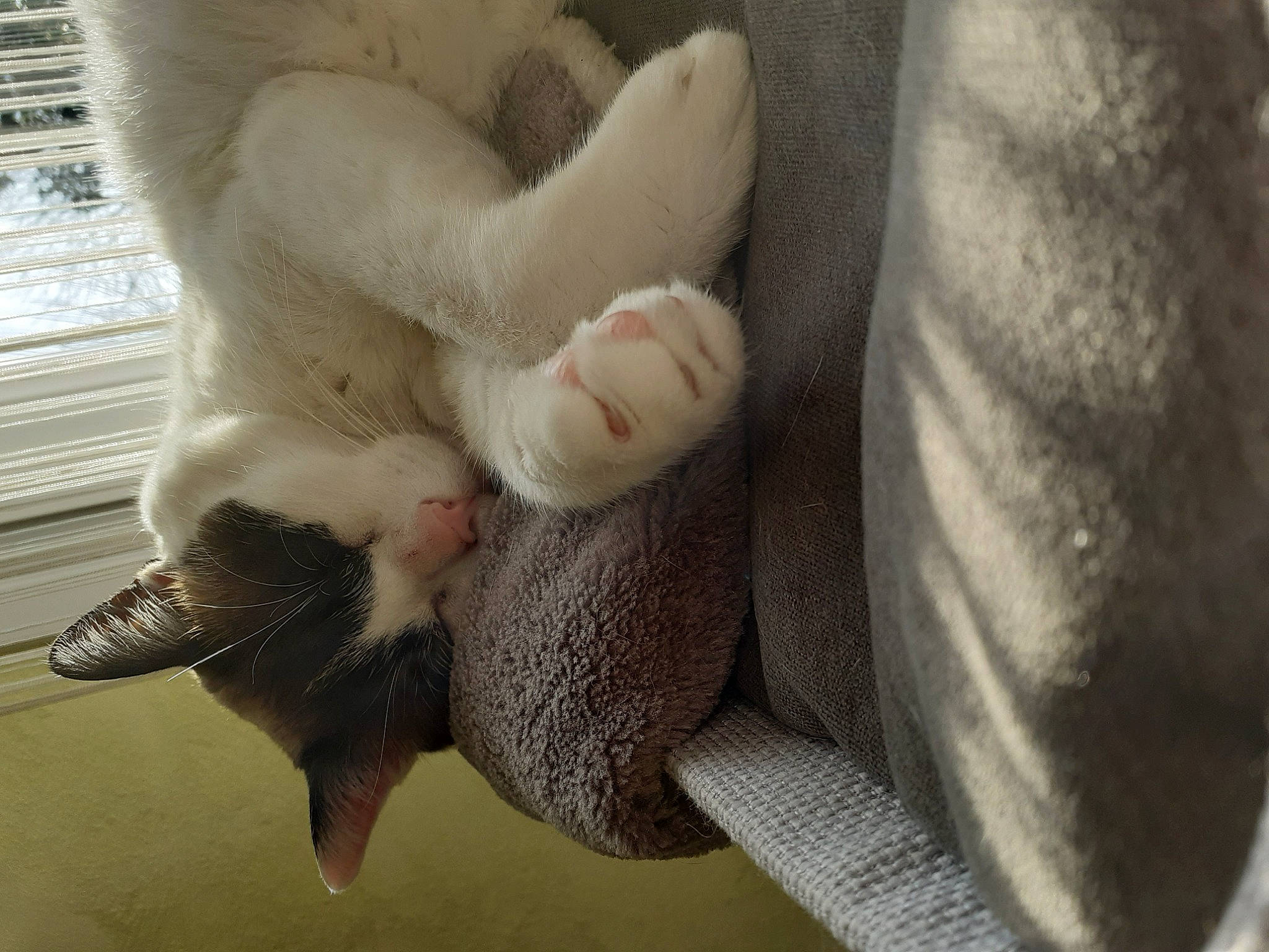 Aniel a rejoint le concours — aidez-le/la à gagner de superbes lots ! carnivore, cat, comfort, dog_breed, fawn, felidae, foot, gesture, grey, human_leg, nail, paw, plant, small_to_medium_sized_cats, snout, tail, terrestrial_animal, tree, whiskers, wing