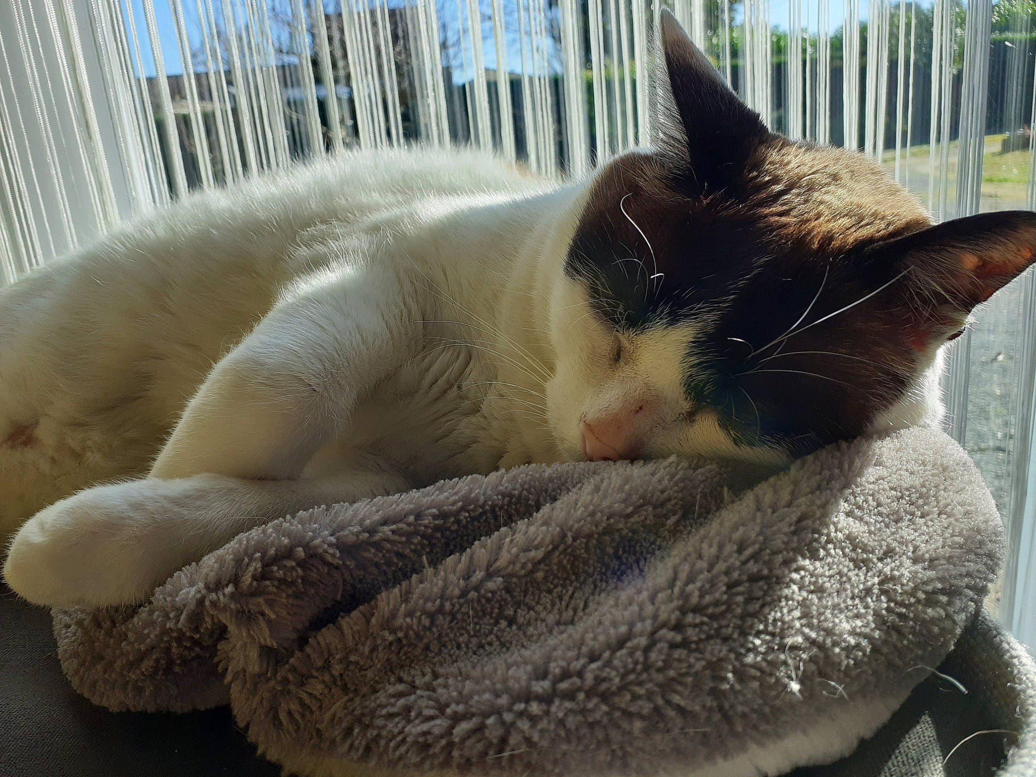 Aniel participe au concours pour gagner de l'argent avec cette photo : carnivore, cat, cat_supply, comfort, domestic_short_haired_cat, eye, fawn, felidae, fur, grey, linens, nap, paw, small_to_medium_sized_cats, snout, tail, terrestrial_animal, tree, whiskers, window