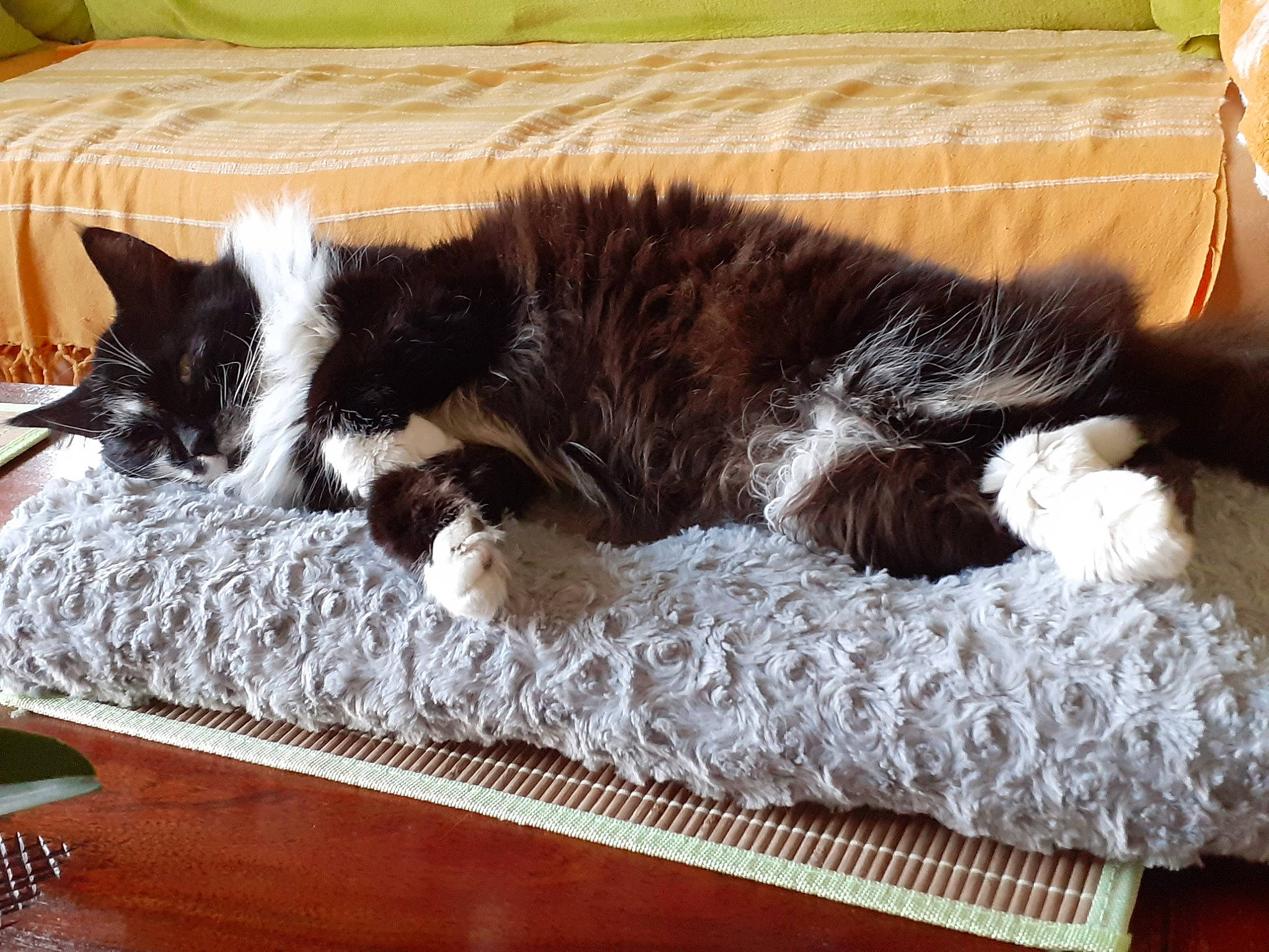 Athena a rejoint le concours — aidez-le/la à gagner de superbes lots ! carnivore, cat, comfort, dog_breed, domestic_short_haired_cat, felidae, flooring, fur, hardwood, linens, living_room, nap, rectangle, room, small_to_medium_sized_cats, sporting_group, tail, textile, whiskers, wood