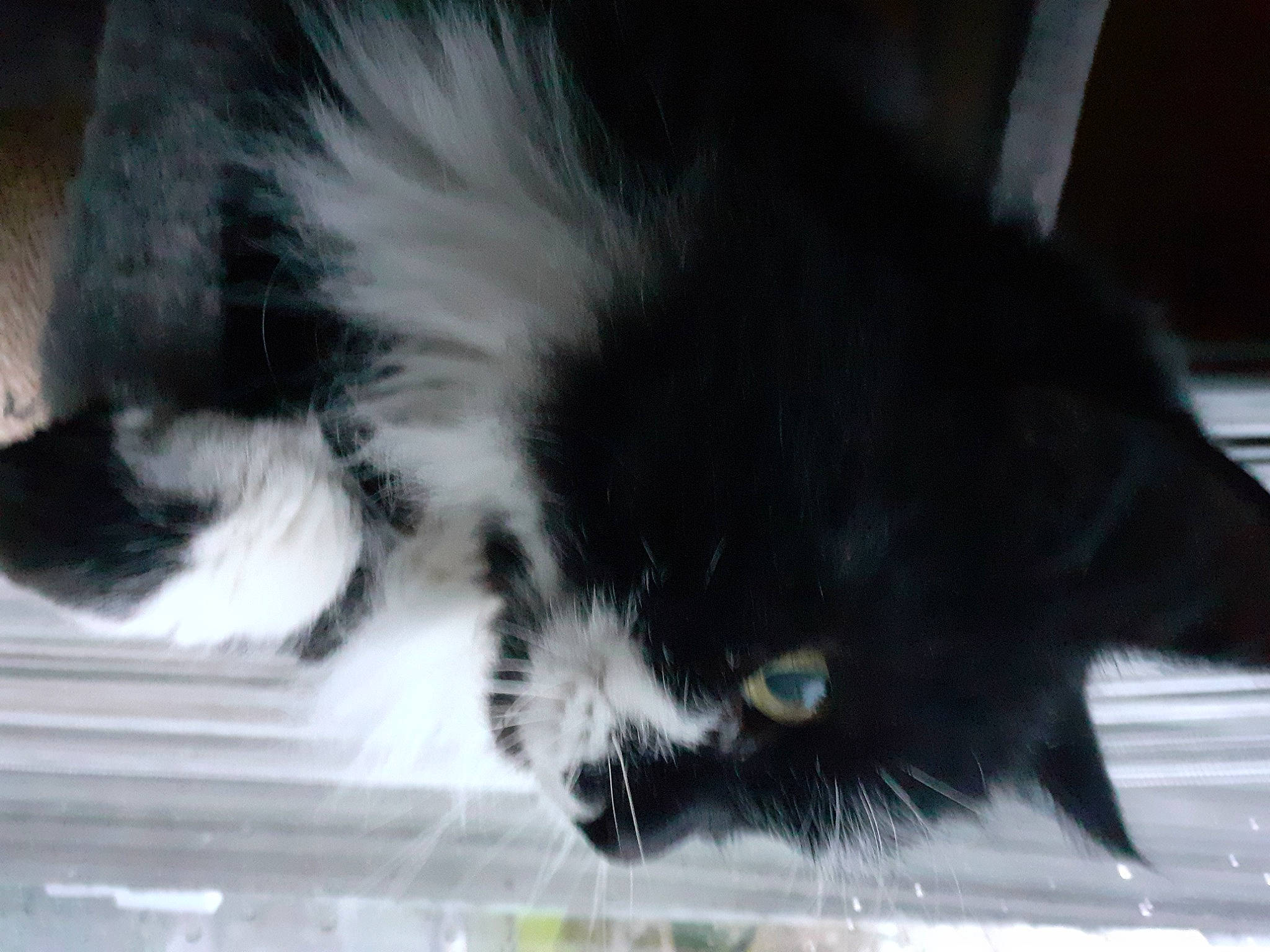 Athena a rejoint le concours — aidez-le/la à gagner de superbes lots ! black_cat, carnivore, cat, claw, domestic_short_haired_cat, felidae, fur, monochrome, monochrome_photography, paw, small_to_medium_sized_cats, tail, whiskers