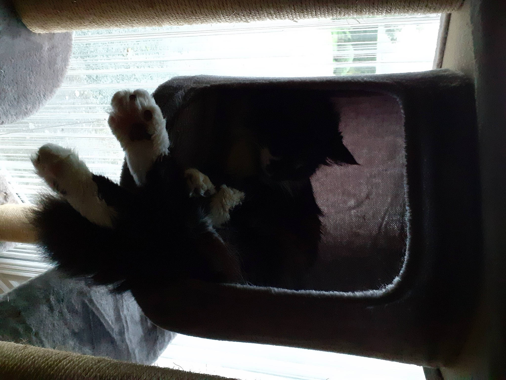 Athena participe au concours pour gagner de l'argent avec cette photo : auto_part, automotive_exterior, automotive_lighting, automotive_window_part, bumper, carnivore, cat, felidae, fur, glass, small_to_medium_sized_cats, sporting_group, tail, terrestrial_animal, tints_and_shades, trunk, vehicle_door, whiskers, window, windshield