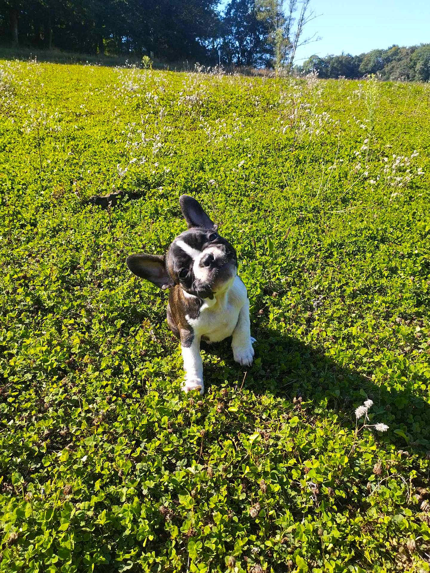 Rose a rejoint le concours — aidez-le/la à gagner de superbes lots ! animal, bulldog, canine, dog, field, frenchbulldog, grass, grassland, green, herbal, herbs, kangaroo, land, nature, outdoors, pet, plant, puppy, tree, vegetation