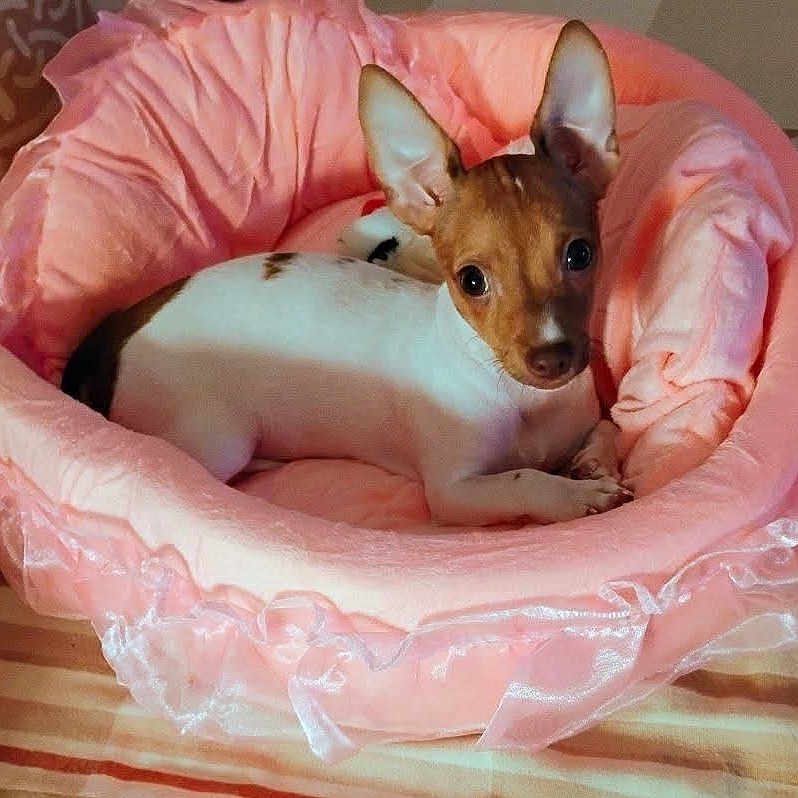 Marggie joined the competition — help win amazing prizes! animal, bedroom, comfortable, cozy, curious, cute, dog, domestic_animal, ears, fur, home, indoor, laying_down, looking_up, pet_bed, pink_bed, relaxed, resting, small_dog, tiny