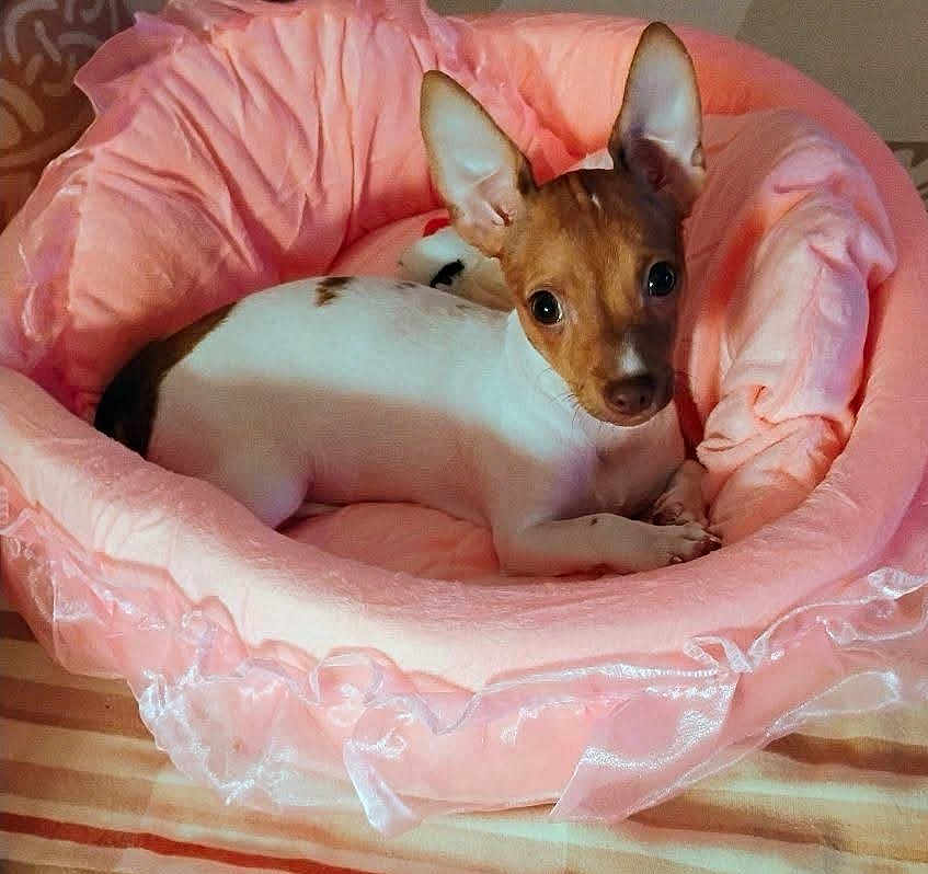 Marggie joined the competition — help win amazing prizes! dog, small_dog, pet_bed, pink_bed, cute, ears, relaxed, indoor, cozy, animal, looking_up, fur, resting, home, comfortable, bedroom, curious, tiny, domestic_animal, laying_down