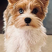 Bluey is registered to the contest to win money with this photo: dog, small_dog, fluffy, brown_and_white_fur, blue_eye, heterochromia, standing, ears_up, indoor, tile_floor, pet, cute, animal, fur, looking_at_camera, face, whiskers, adorable, alert, companion