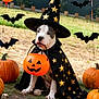 Filcka Et Leïko participe au concours pour gagner de l'argent avec cette photo : dog, costume, halloween, pumpkin, hat, cape, bat, outdoor, grass, festive, holiday, orange, black, animal, pet, cute, sitting, decoration, fall, celebration