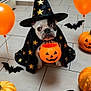 Filcka Et Leïko a rejoint le concours — aidez-le/la à gagner de superbes lots ! dog, costume, halloween, wizard_hat, cape, pumpkin, jack_o_lantern, orange_balloon, bat_decoration, tile_floor, pet, animal, cute, festive, holiday, black_cape, orange_bucket, indoor, decorations, funny