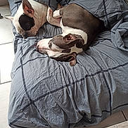 Filcka Et Leïko participe au concours pour gagner de l'argent avec cette photo : dog, sleeping, bed, blanket, gray, tile_floor, indoors, resting, pet, companion, cute, fur, canine, relaxation, cozy, peaceful, animal, domestic, friendship, quiet