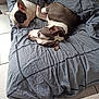 dog, sleeping, bed, blanket, gray, tile_floor, indoors, resting, pet, companion, cute, fur, canine, relaxation, cozy, peaceful, animal, domestic, friendship, quiet