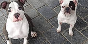 Filcka Et Leïko participe au concours pour gagner de l'argent avec cette photo : dog, puppy, pet, animal, canine, sitting, outdoor, pavement, stone_floor, black_and_white, white_dog, curious, cute, ears, nose, eyes, four_legs, paw, companion, looking_up