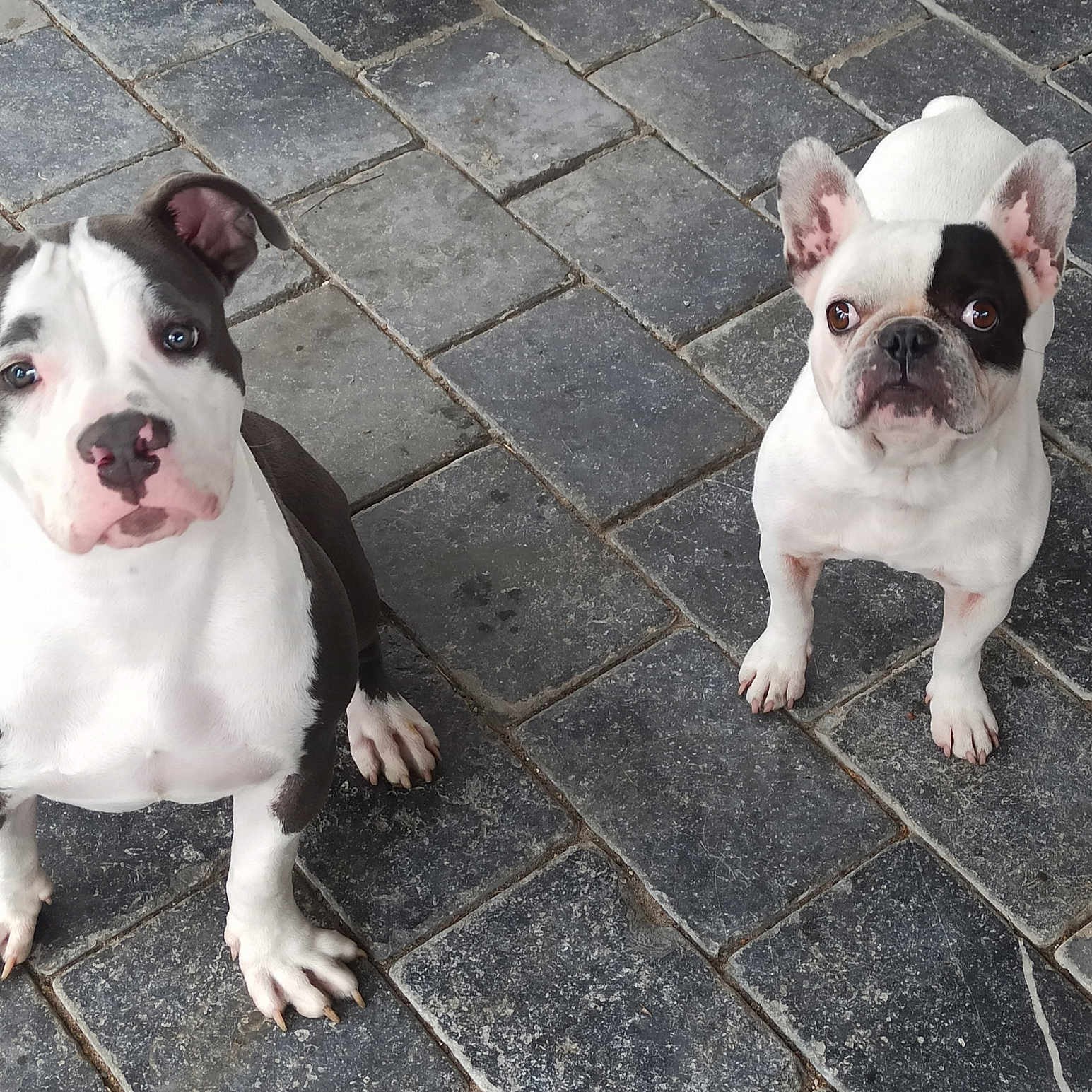 Filcka Et Leïko participe au concours pour gagner de l'argent avec cette photo : animal, black_and_white, canine, companion, curious, cute, dog, ears, eyes, four_legs, looking_up, nose, outdoor, pavement, paw, pet, puppy, sitting, stone_floor, white_dog