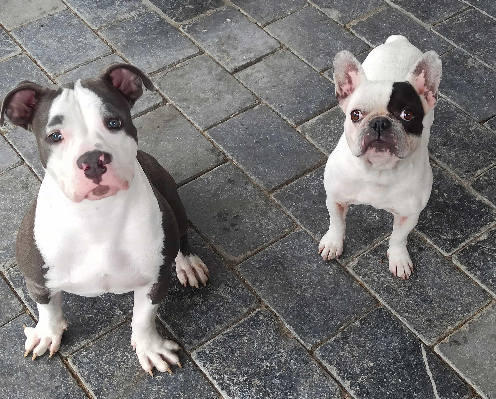 Filcka Et Leïko participe au concours pour gagner de l'argent avec cette photo : dog, puppy, pet, animal, canine, sitting, outdoor, pavement, stone_floor, black_and_white, white_dog, curious, cute, ears, nose, eyes, four_legs, paw, companion, looking_up